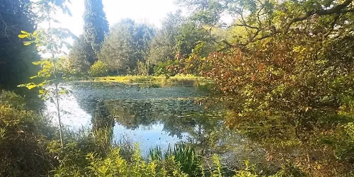 Maple circular