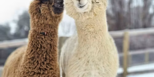 Holiday Celebration Meetup With Horses and Alpacas