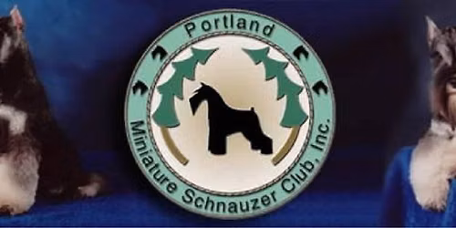 Portland Miniature Schnauzer Walk
