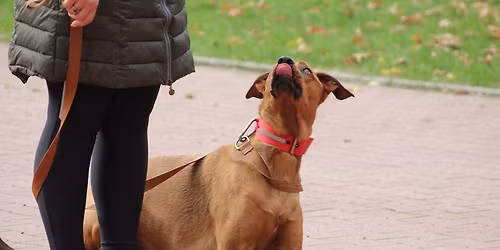 \u015aWINOUJ\u015aCIE: Kurs Pos\u0142usze\u0144stwo II poziom - z el. pos\u0142usze\u0144stwa sportowego