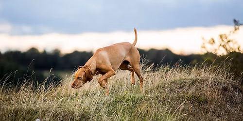 Bait Aversion Training for Dogs - Bovell, BUSSELTON 