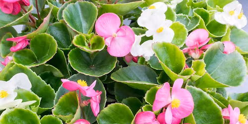 Annual Plant Sale