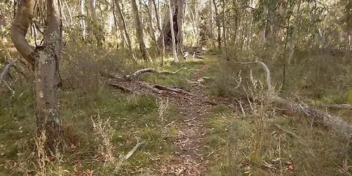 Bondo Springo - 6\/12 Hour Event