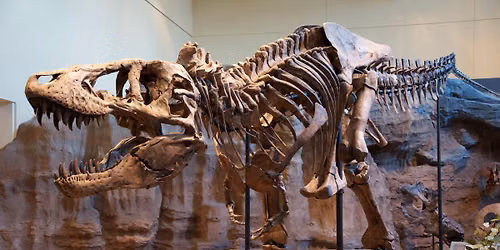 Vladim\u00edr Socha, Legenda jm\u00e9nem T. rex