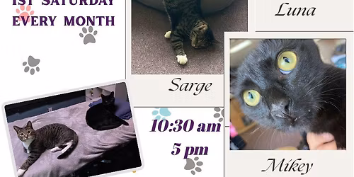 Saturday Caturday!