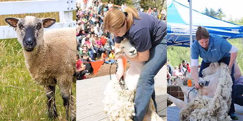 Sheep Shearing