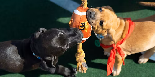 Pup Bowl IX: Where Every Adoption is a Touchdown