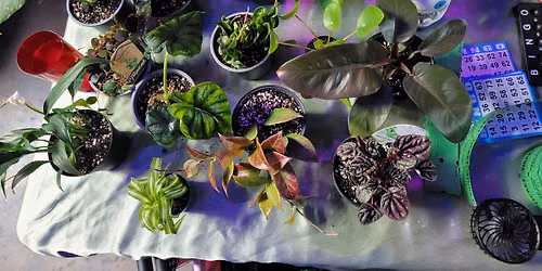 Plant Bingo 8\/3 - Juniper
