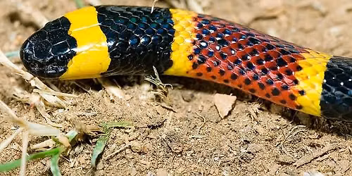 Wildlife Wednesday \u2013 the Texas Coralsnake
