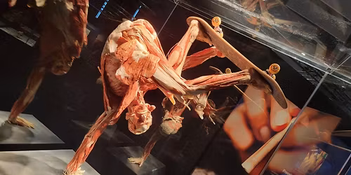 Bodies - The Exhibition at Luxor Hotel and Casino