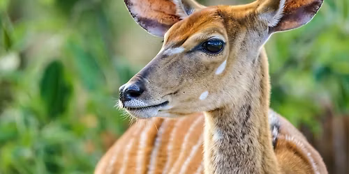 Atelier : Sur la piste des animaux