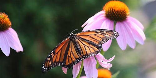 Pollinator Pathways