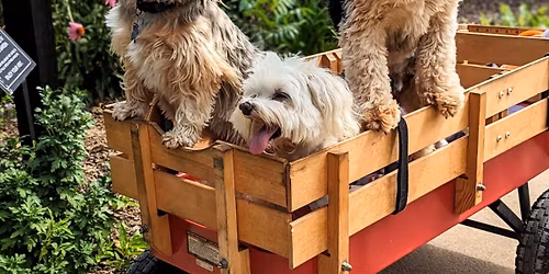 Dog Day at Tulsa Botanic Garden