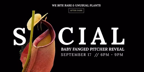 WE BITE Social: Baby Fanged Pitcher Reveal