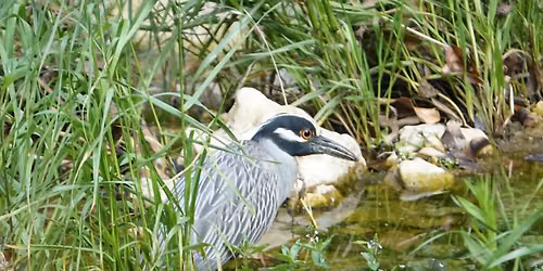 FWAS, Foster Park Bird Outing