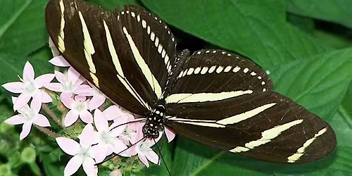 Gardening for Wildlife