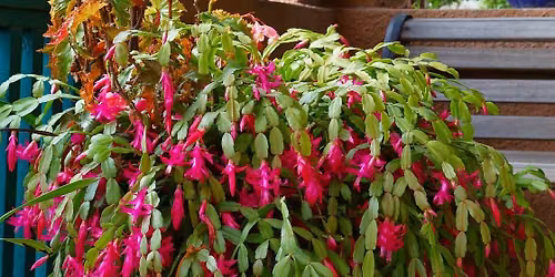 Green fingers landscaping