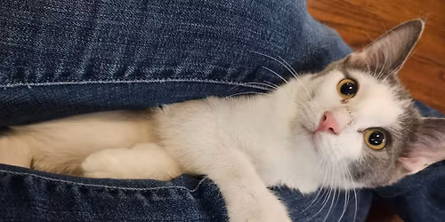 November Rescue Kitty Meet + Adoption Event @ Preuss! Sunday, Nov 30 4pm