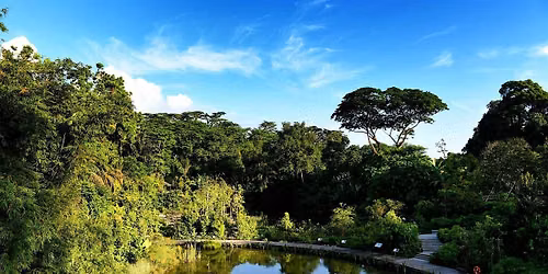 Guided Walk at the Learning Forest, Singapore Botanic Gardens