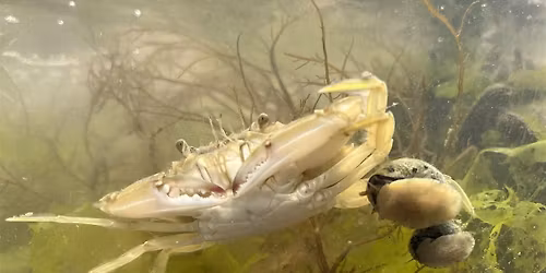Kids' Day: Crazy Crabs
