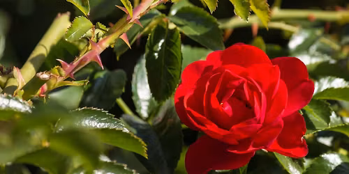 The 50th Annual Rosebud & Thorn Pageant: \u201cDown with the System: A Punk Affair\u201d