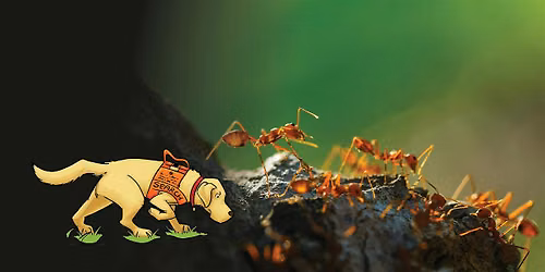 Junior Ant Detectives at Southport
