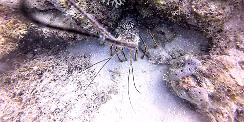 Florida Mini Season Day 2 Early Dive