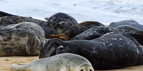 \ud83e\uddad Hike to Atlantic Grey Seals \u2013 Britain\u2019s Wildlife Safari