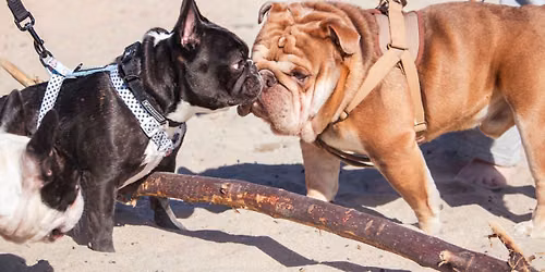 French & English Bulldog Meetup with the French Beachdogs & Long Beach Bulldog Meetup!