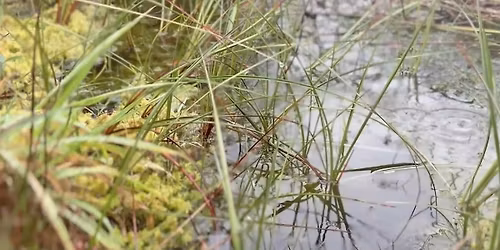 From Bog to Brook: Tracing the Hidden Journeys of Water