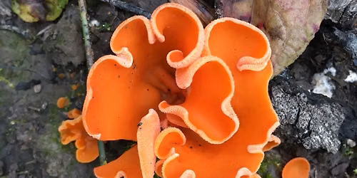 Foraging Walk