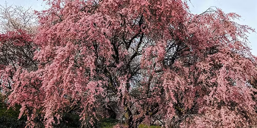 Forest Bathing at Highland Park with Lilac Nature Connection