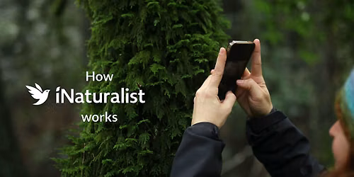 Citizen Science For Everyone: Intro to iNaturalist & Plant ID Ramble