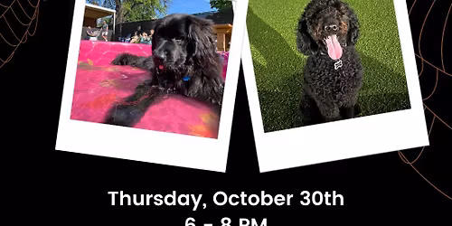 Black Dog Meet Up