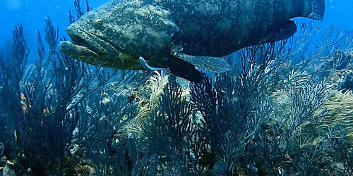 December General Meeting