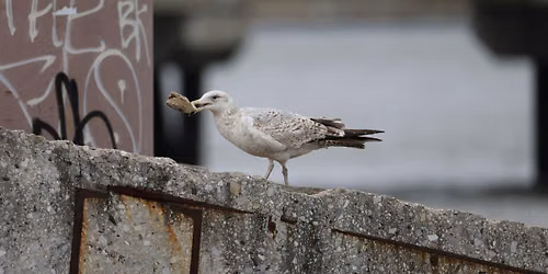 Nature in your Neighborhood: Urban Wildlife!