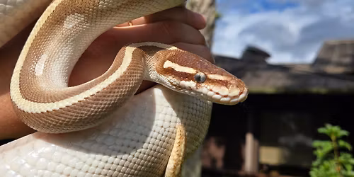 Daggerwing Visits the Library: Snakes