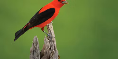 WBU Athens Bird Walk with Mark @ UGA Botanical Gardens