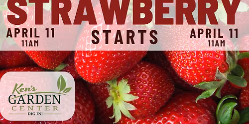 Start spring with something sweet\u2014plant your own strawberry basket!
