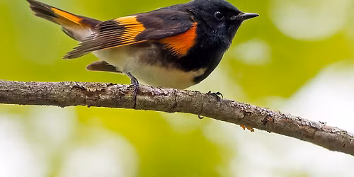 Songbirds Welcome Home Week