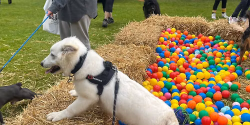 K9 Party in the Park 2026