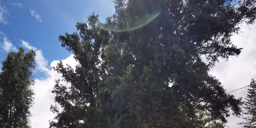 Safari de Domingo: Aves e Historias de San Jos\u00e9