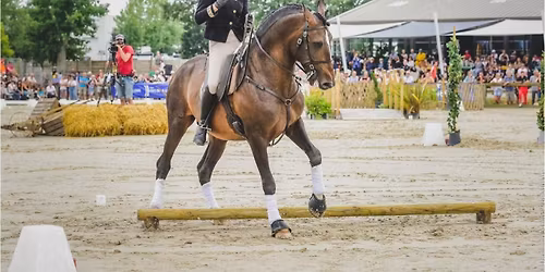Working Equitation with Virginie
