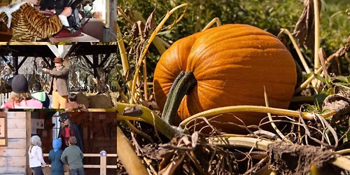 Halloween Hijinks \/ Les frissons d'Halloween
