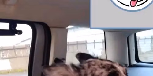 Prevoz Pasa i Mačaka Srbija - Grčka, individualni i grupni prevoz