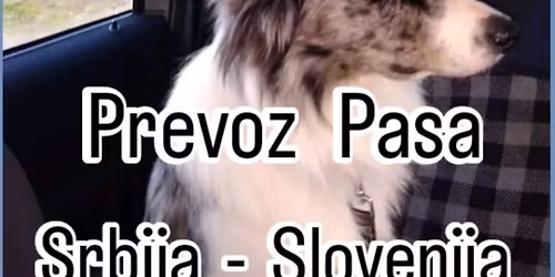 Prevoz Pasa i Mačaka Srbija - Slovenija, individualni i grupni prevoz