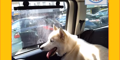 Prevoz Pasa i Mačaka u Srbiji, individualni i grupni prevoz