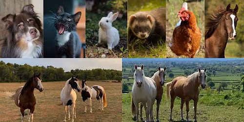 S'initier \u00e0 la communication animale avec la pr\u00e9sence des chevaux