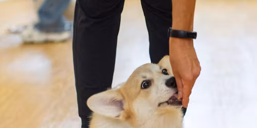 Puppy Training School SW1 Four-Week Course - Saturdays from 29th November 10am-11am