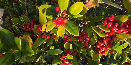 Shady Grove Christmas Market